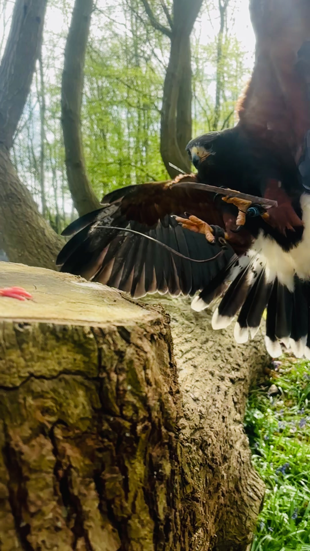 @Kent Falconry Centre