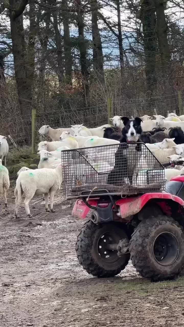 @Marti Border Collie Geek