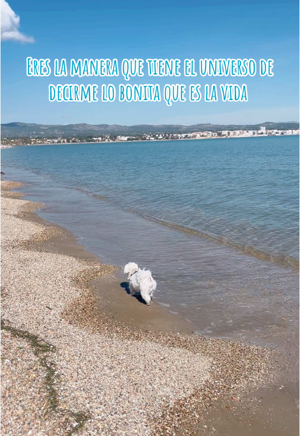 @Darla 🧡🐶🧡