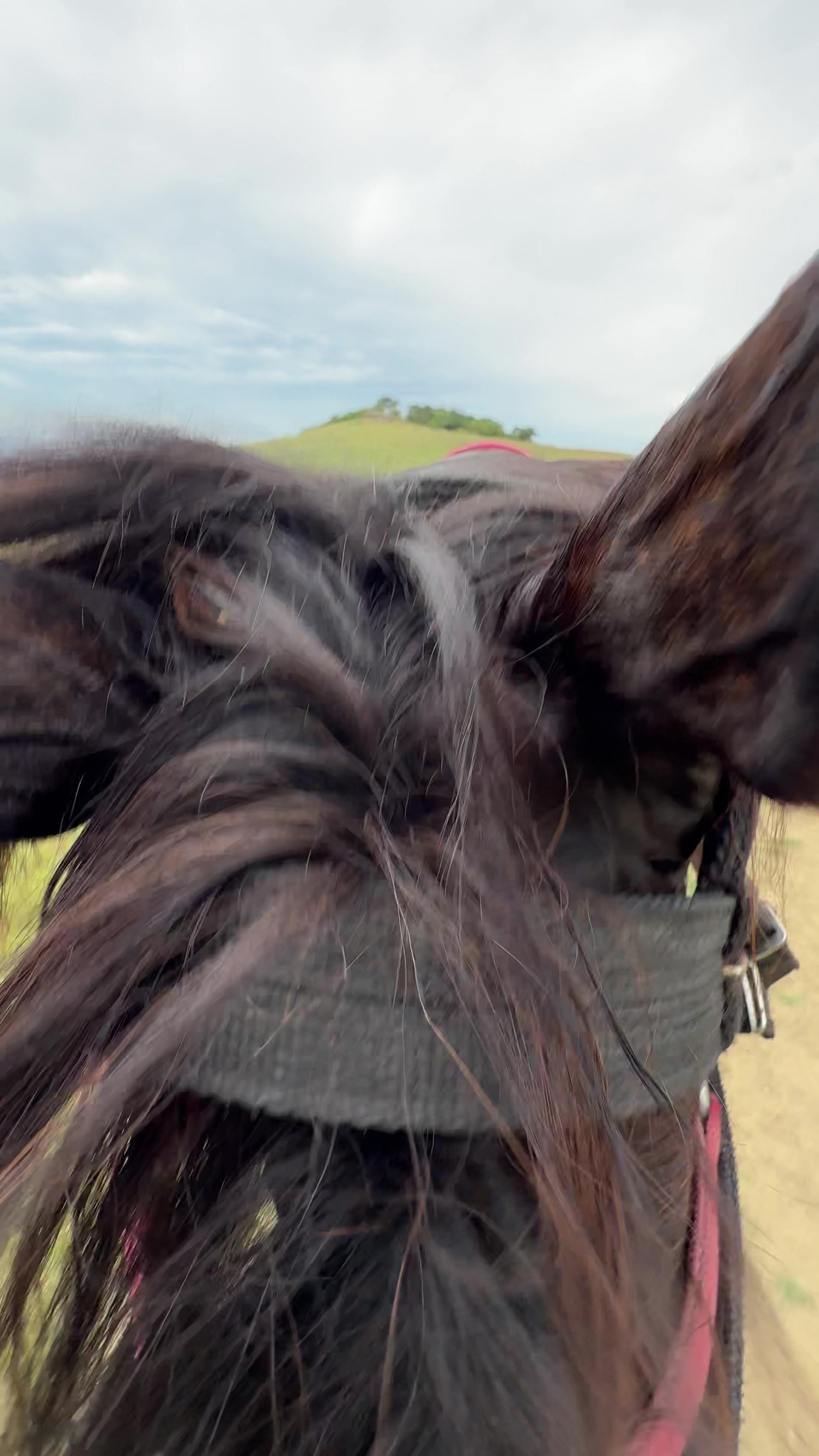 @horselek