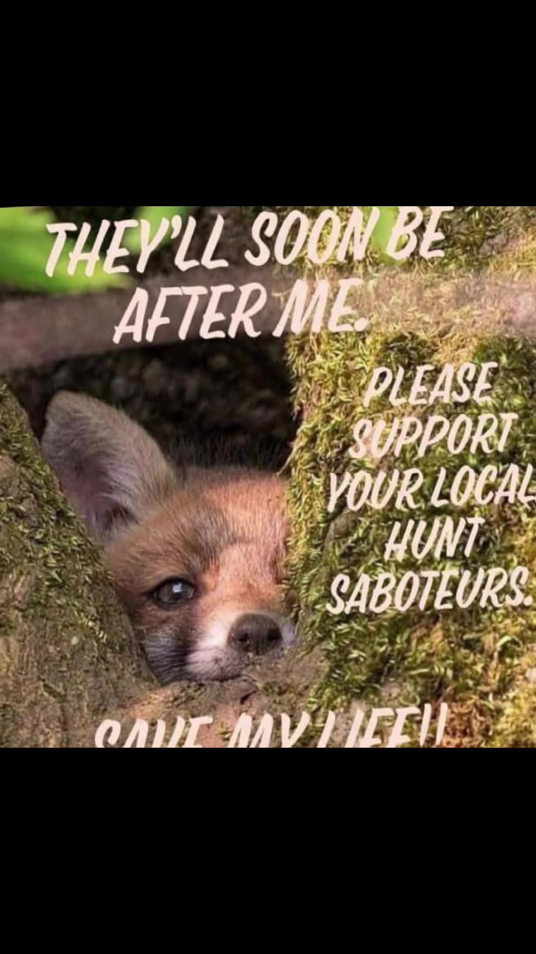 @Love foxes