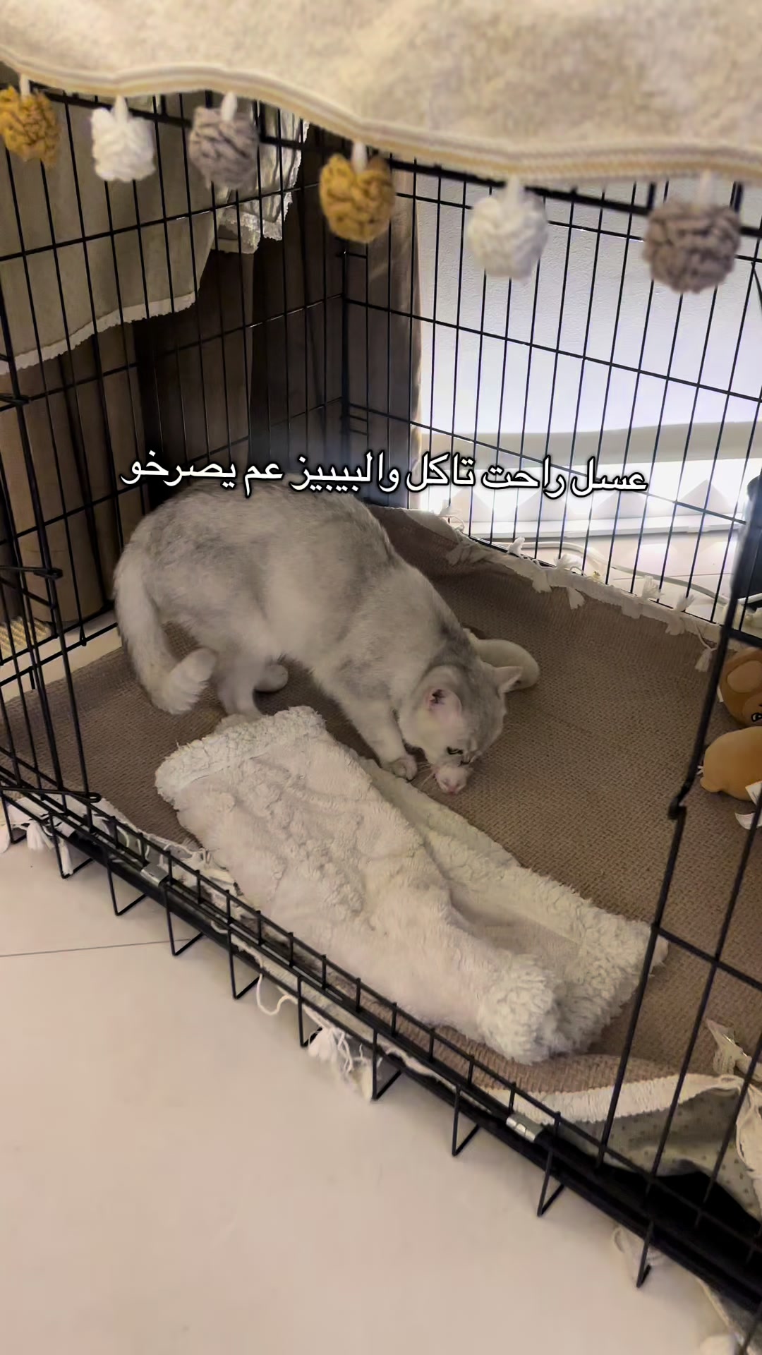 @الديموزيل ✨
