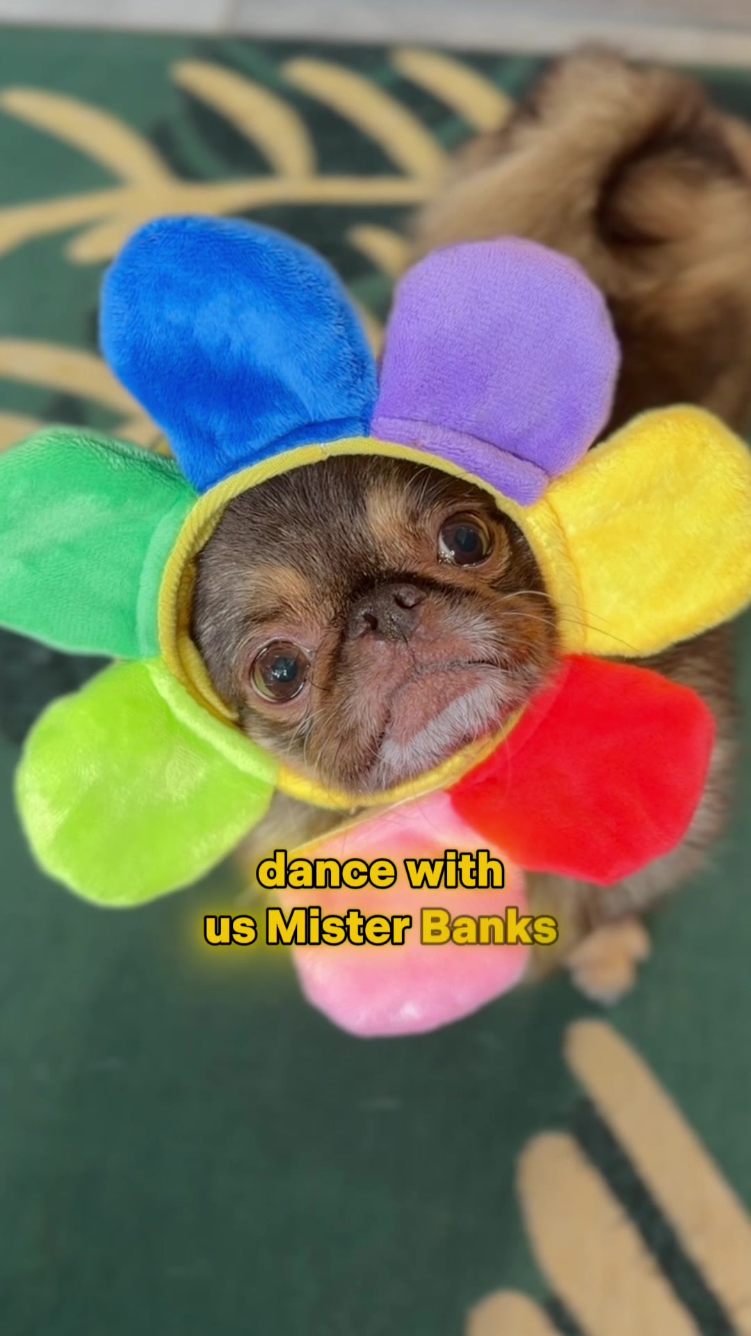 @ChilliThePug