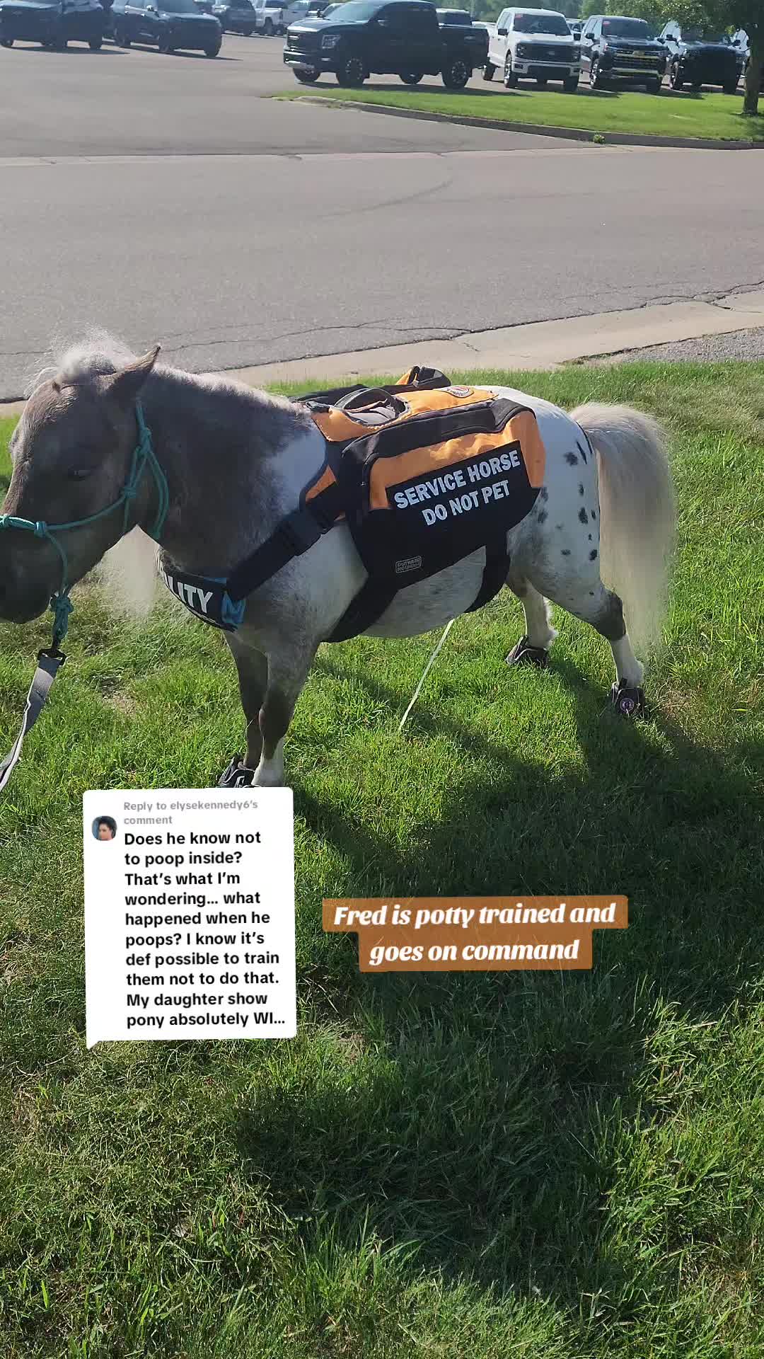@minihorsemomandtrainer🐴🐴🐴🐴