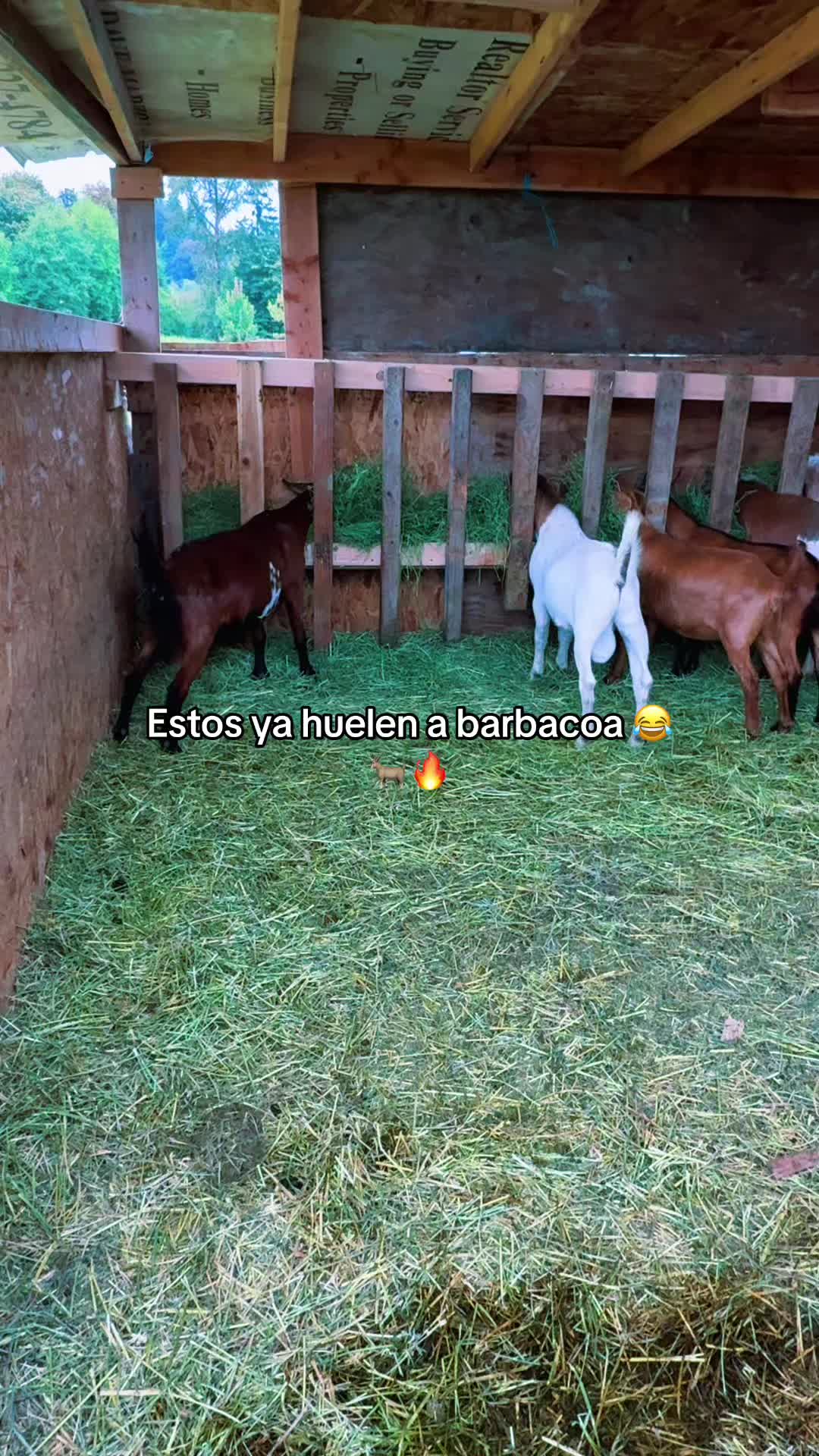 @ElChamakon720