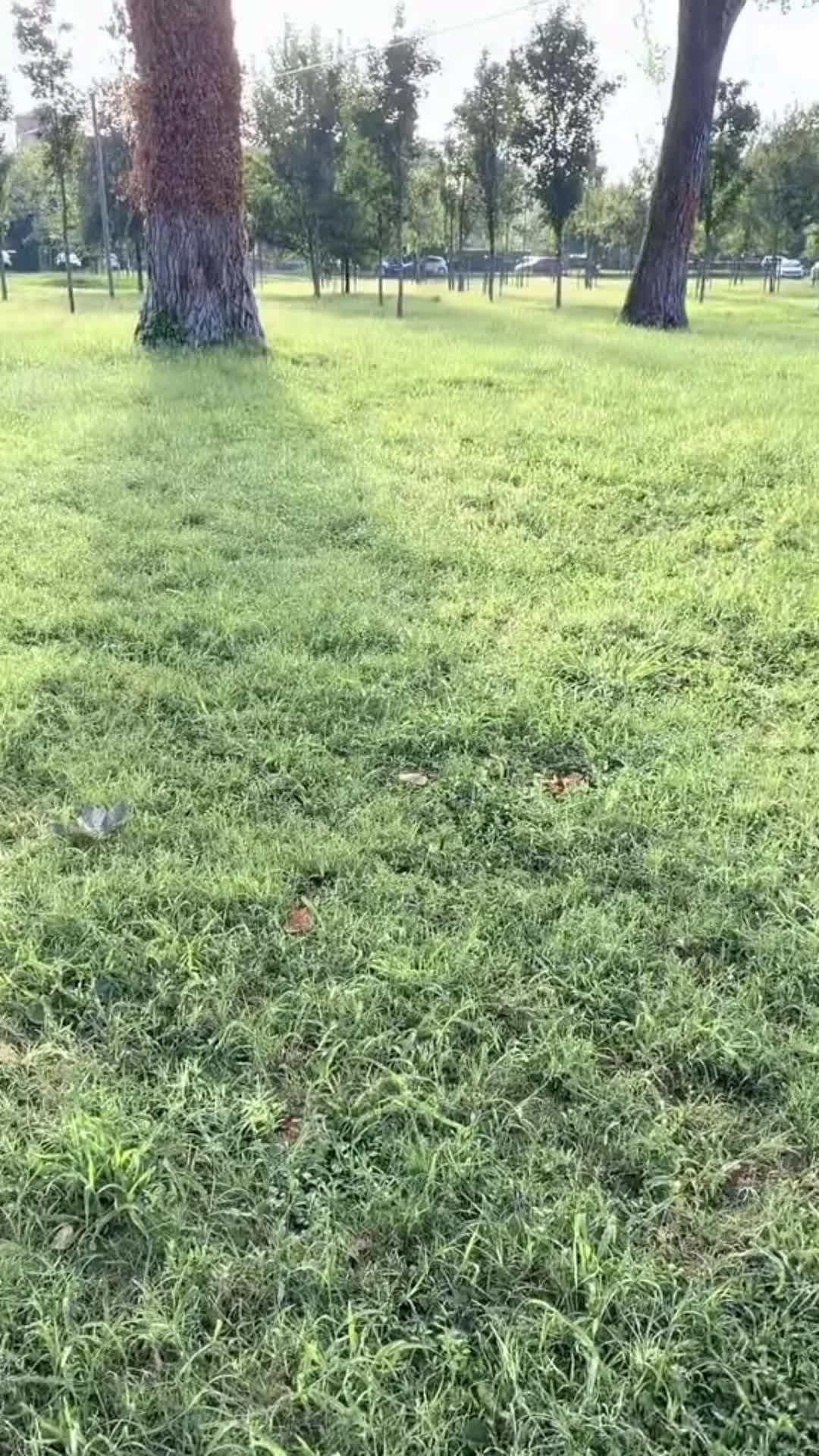 @Dinesha🤍🌼🦢