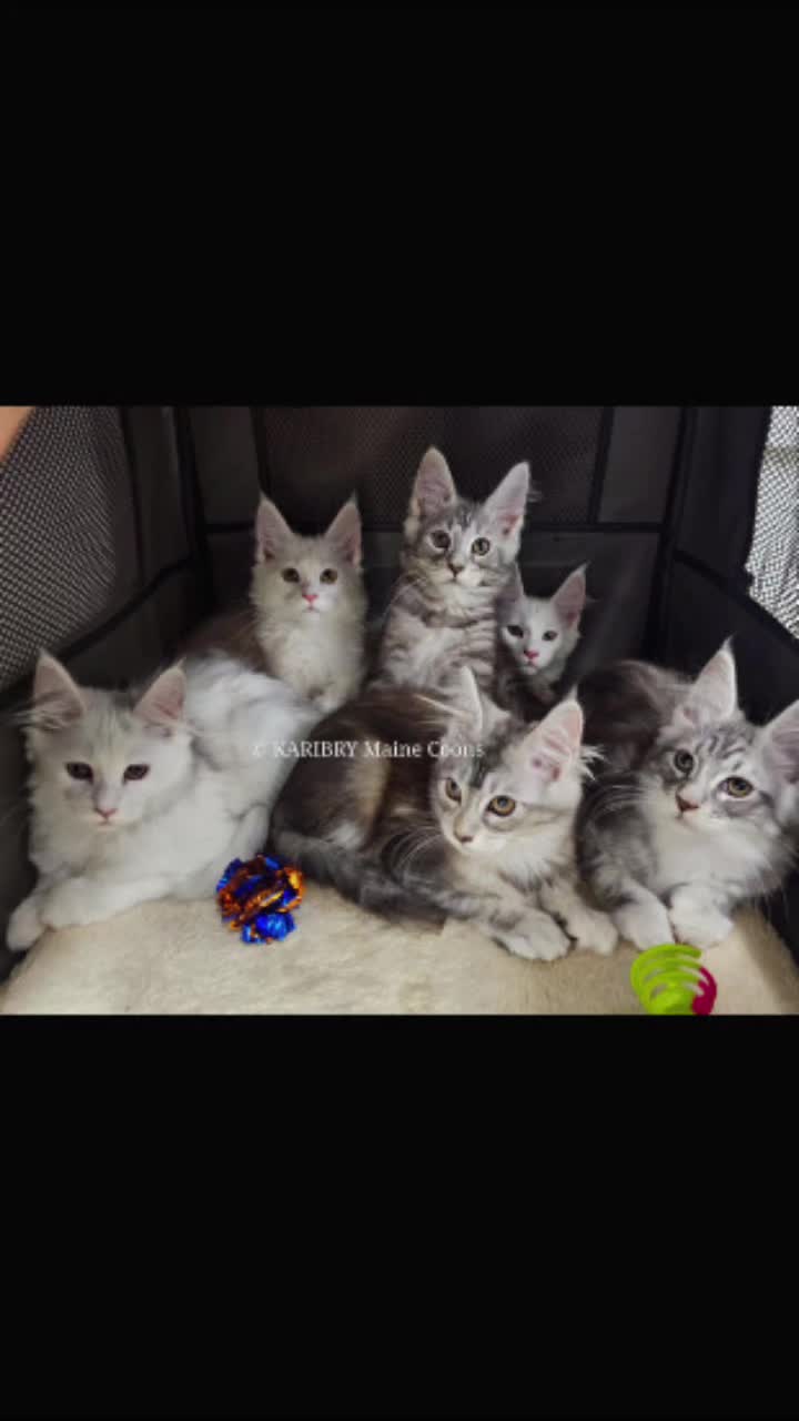 @KARIBRY Maine Coons uk