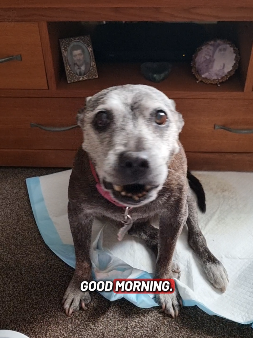 @Chloe The Staffy
