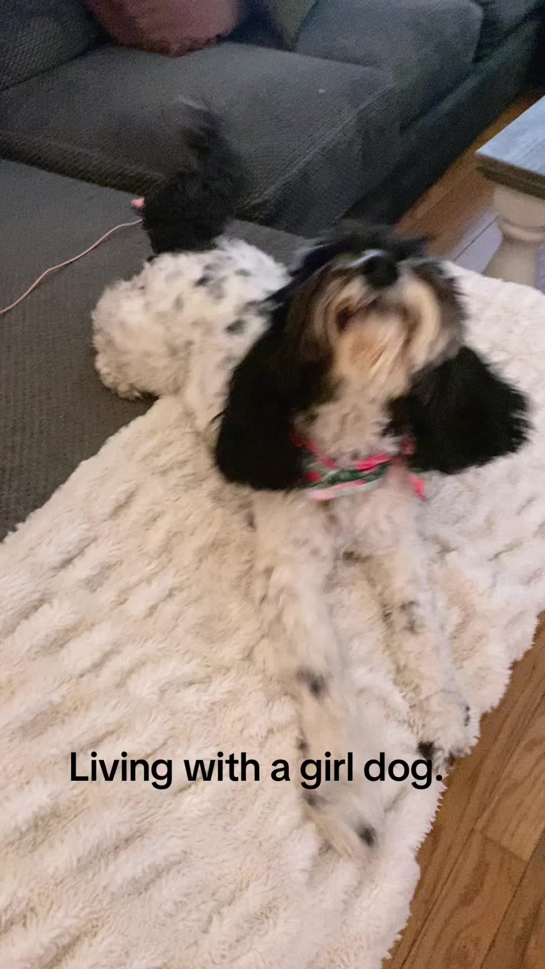 @JessK | Dog Mom