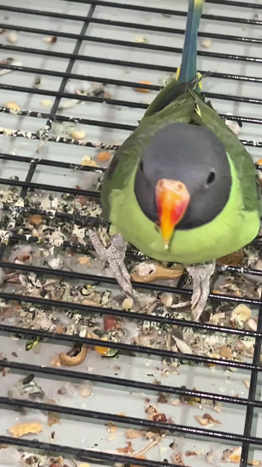 @Zozi Aviary
