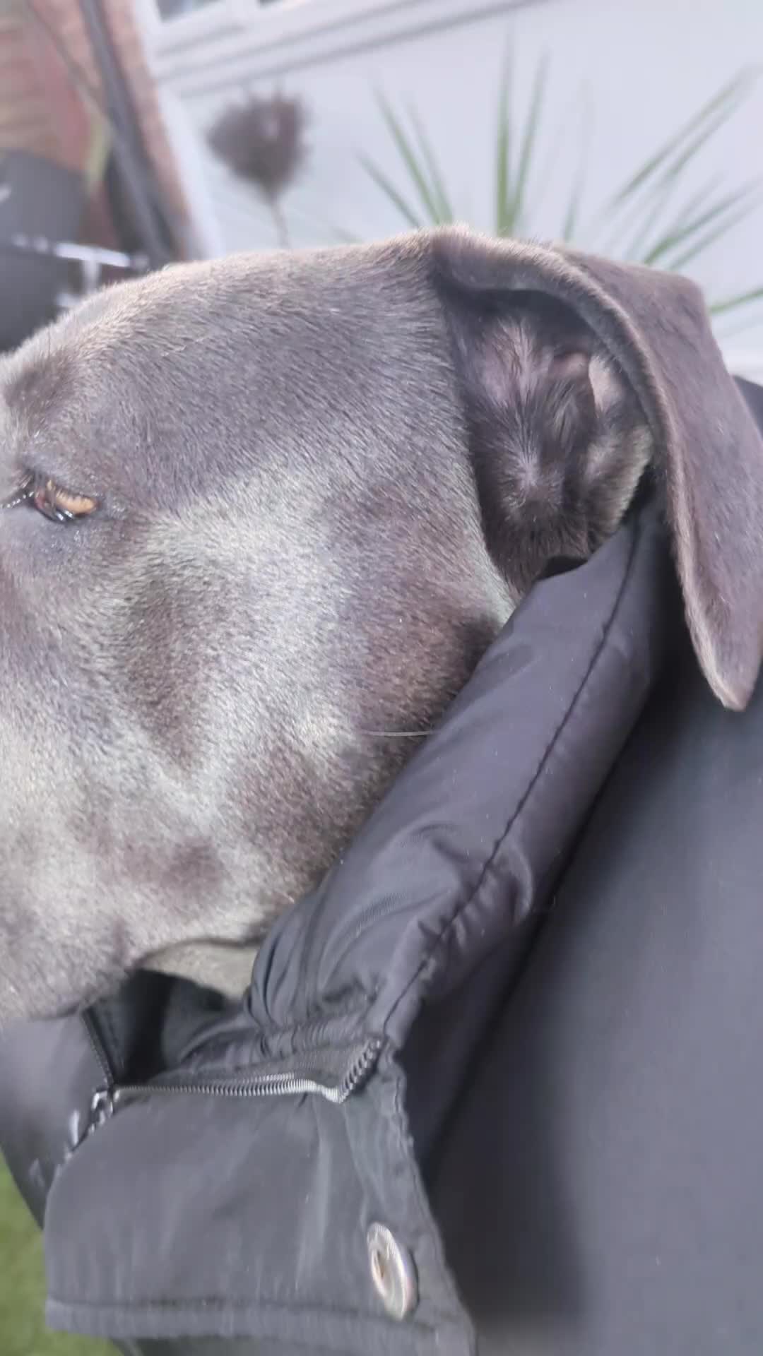 @mist_the_canecorso