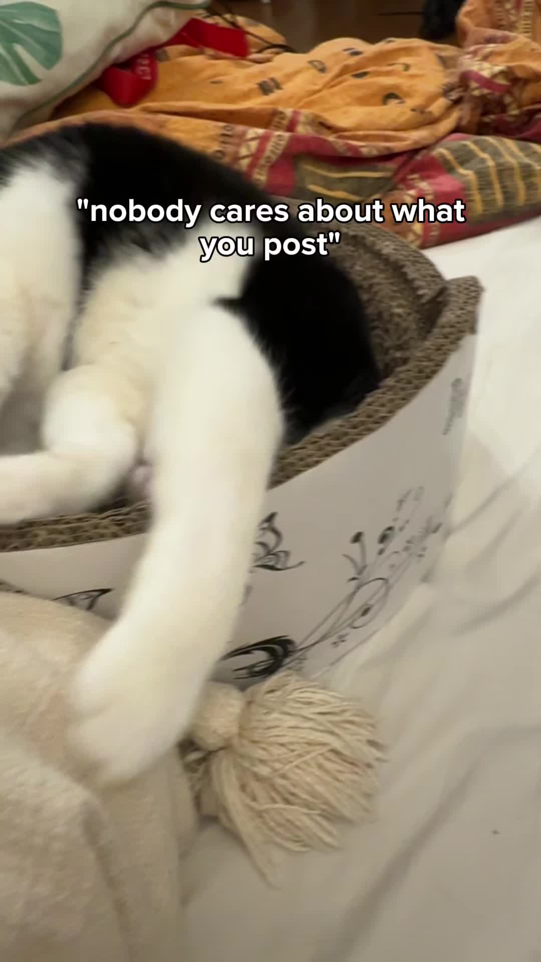 @Kobe the Kitty