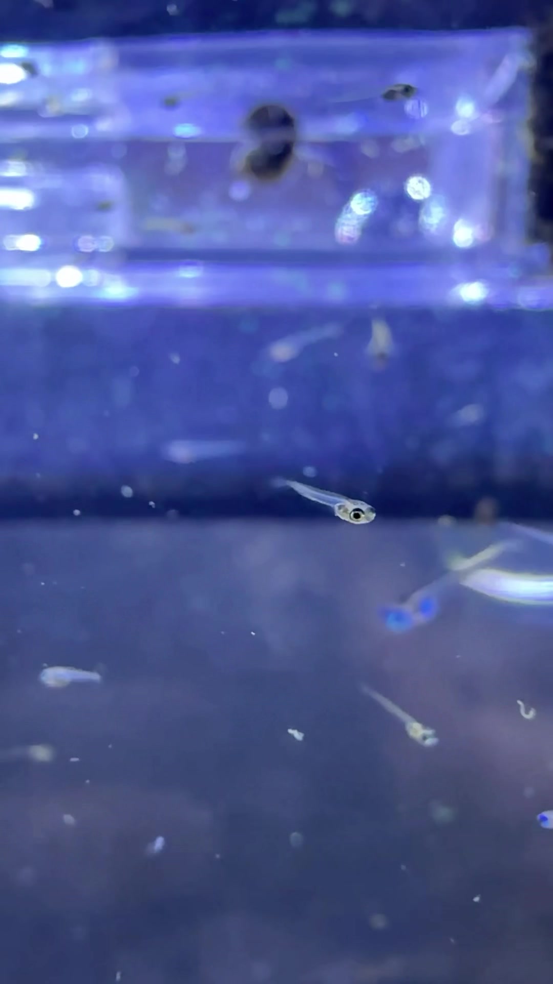 @Daku Aquatics