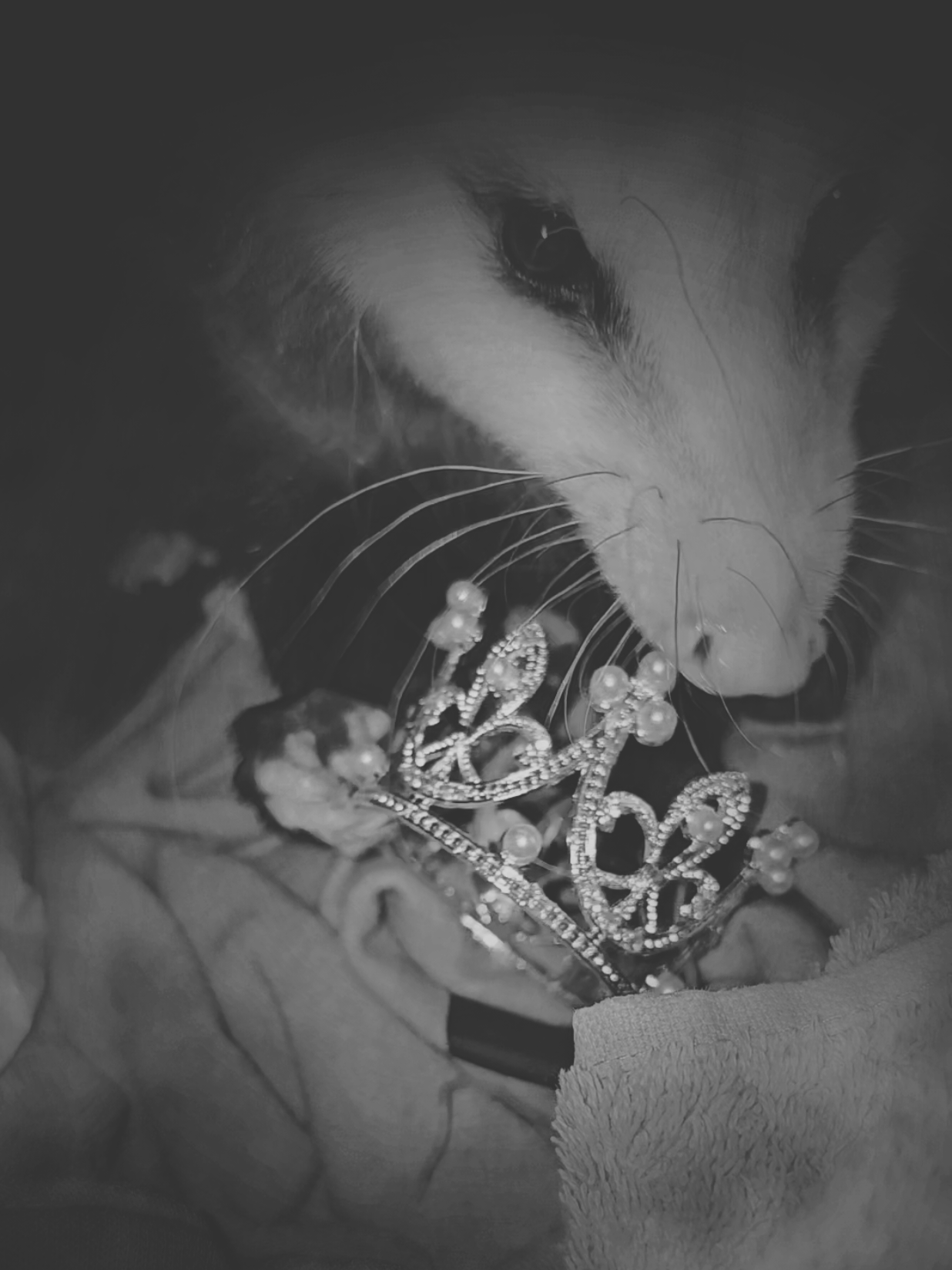@OPOSSUMDAWGMOM