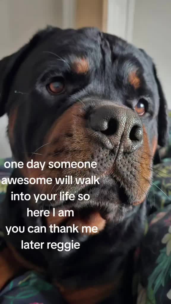 @Reggie the Rott
