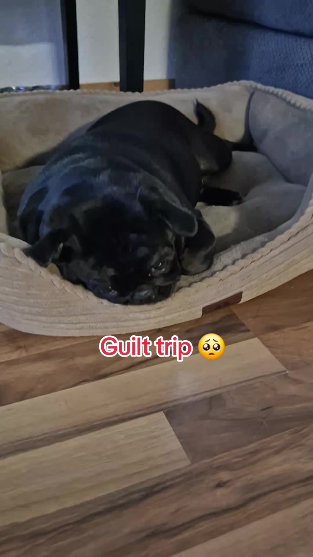 @Kiki&Cupid Thepugster
