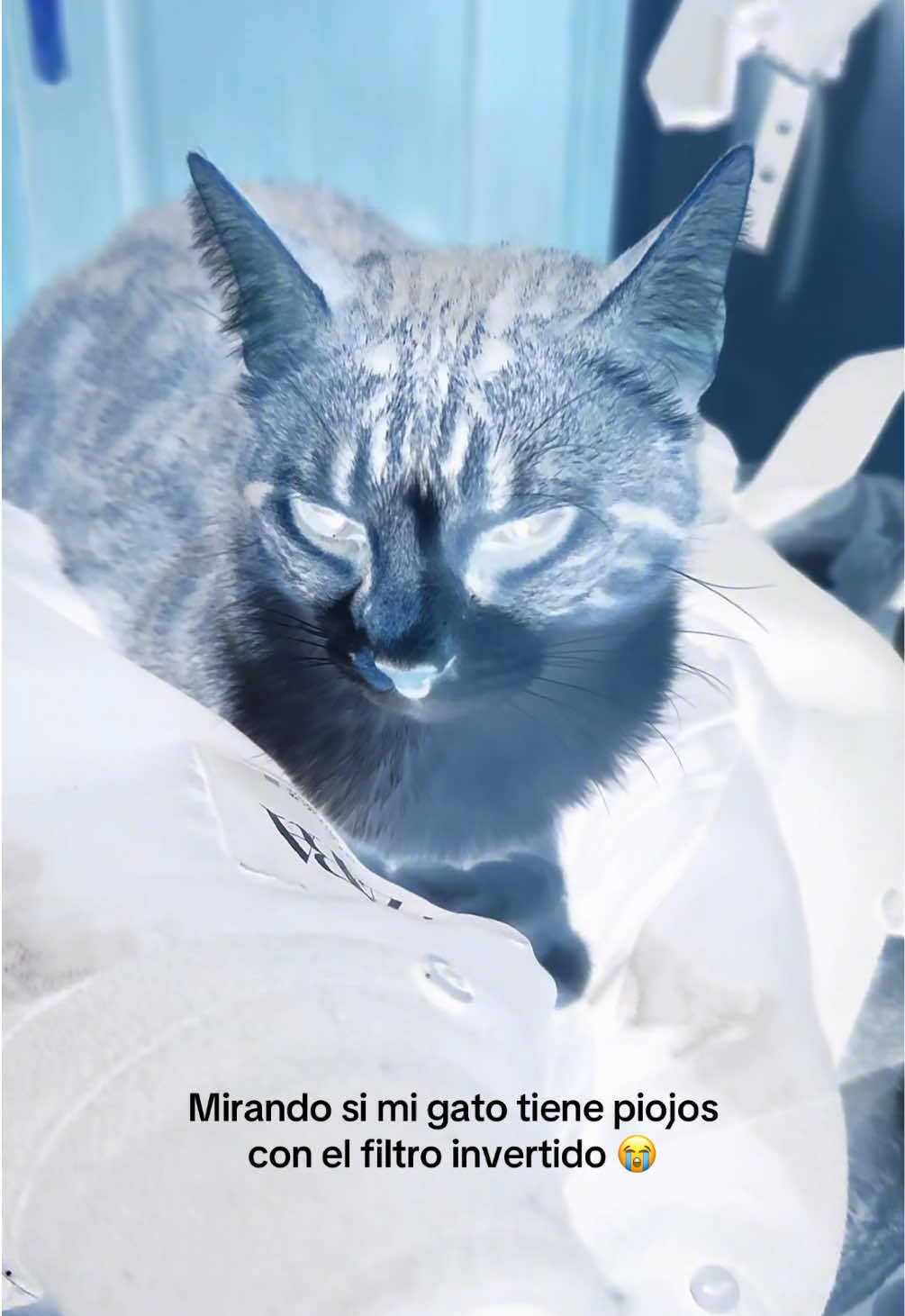 @Isabel Martín
