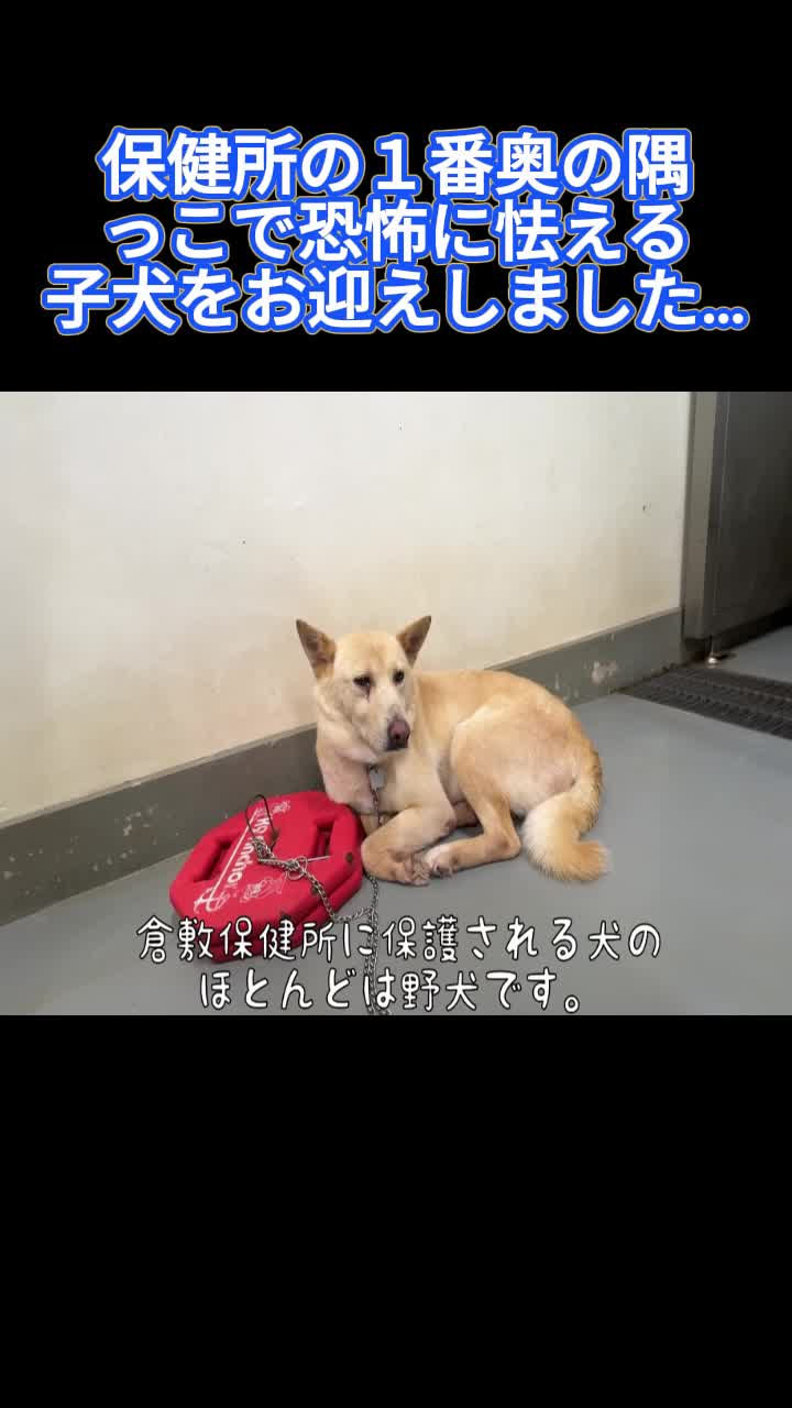 @ブルドッグぶるまるチャンネル Fan