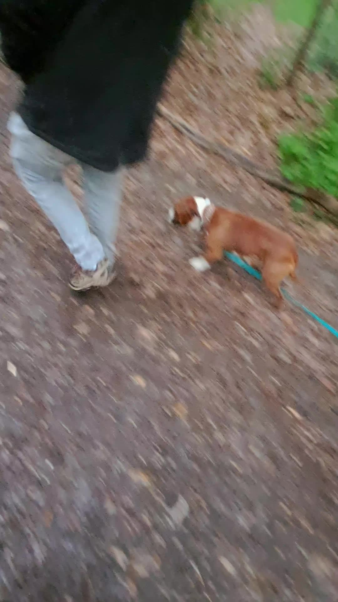 @morty le staffie