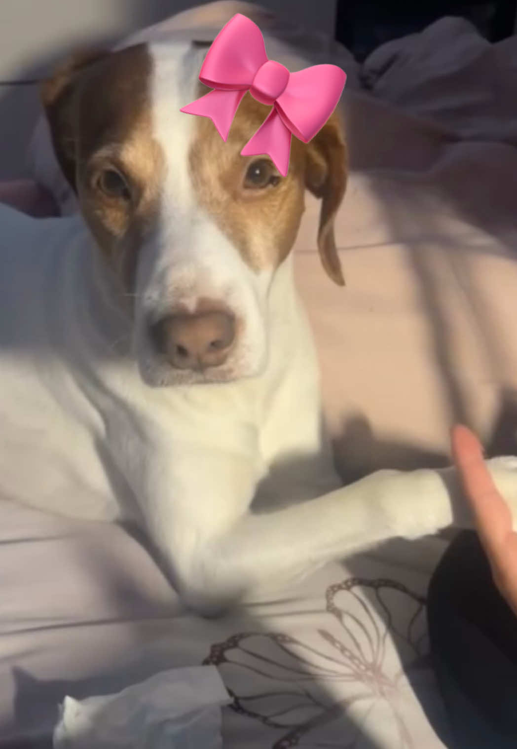 @🎀 𝕷𝖎𝖘𝖆 🎀
