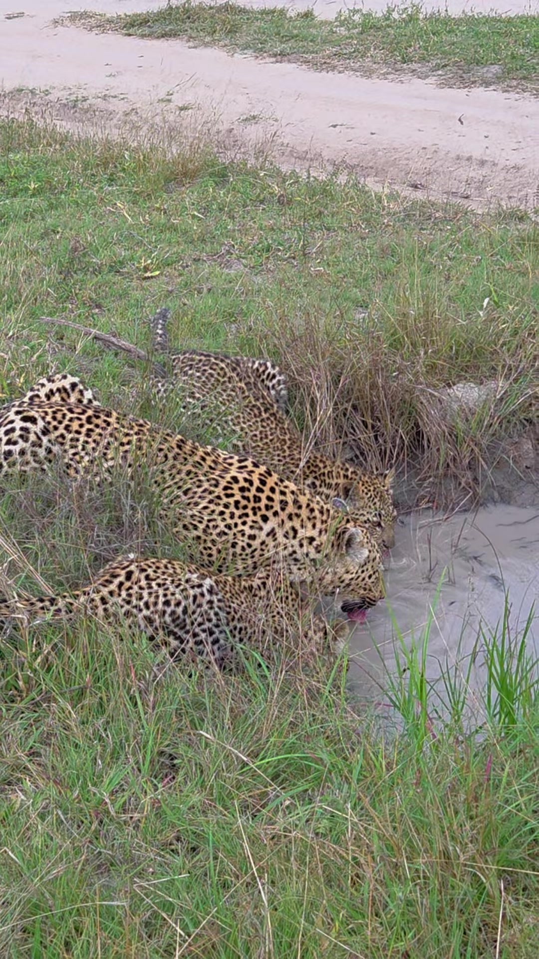 @Thornybush