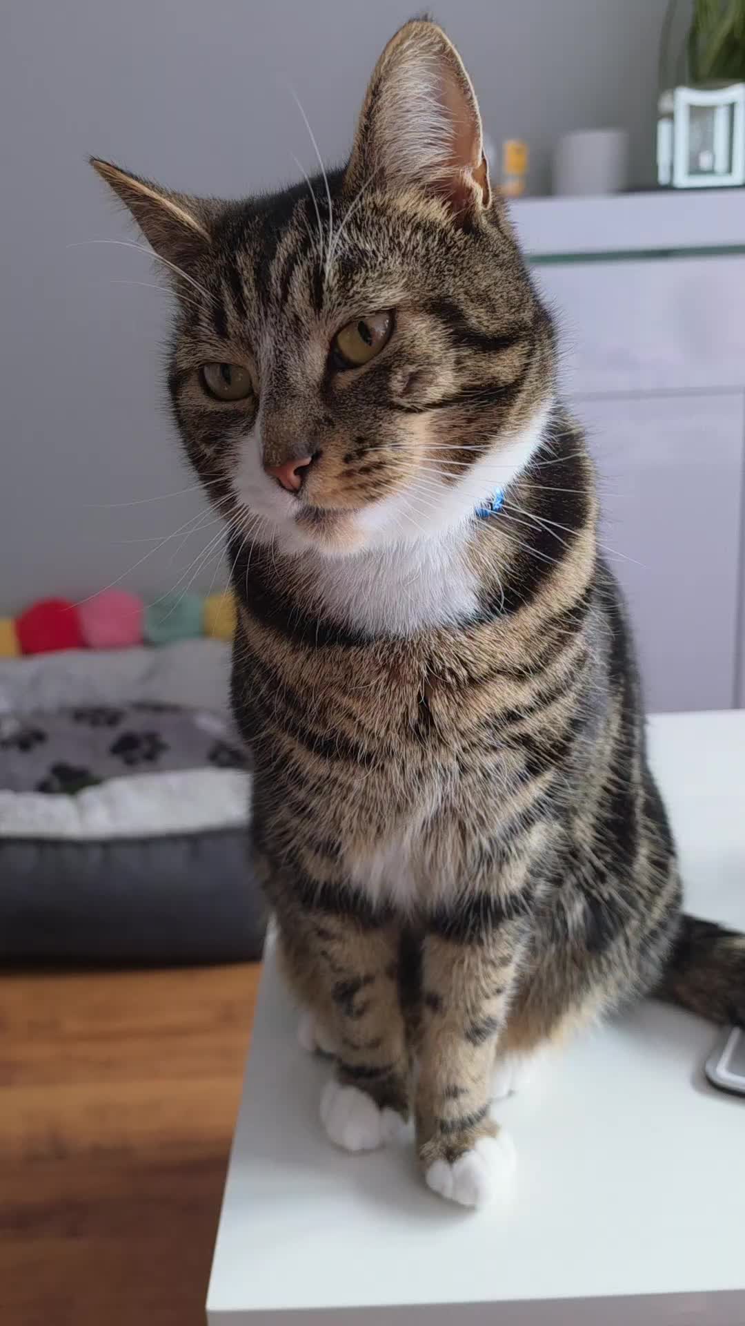 @Banjothecat2024