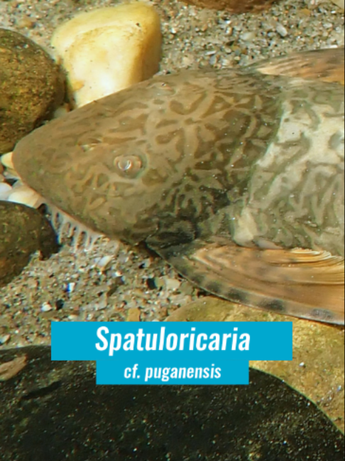 @Fishipedia world