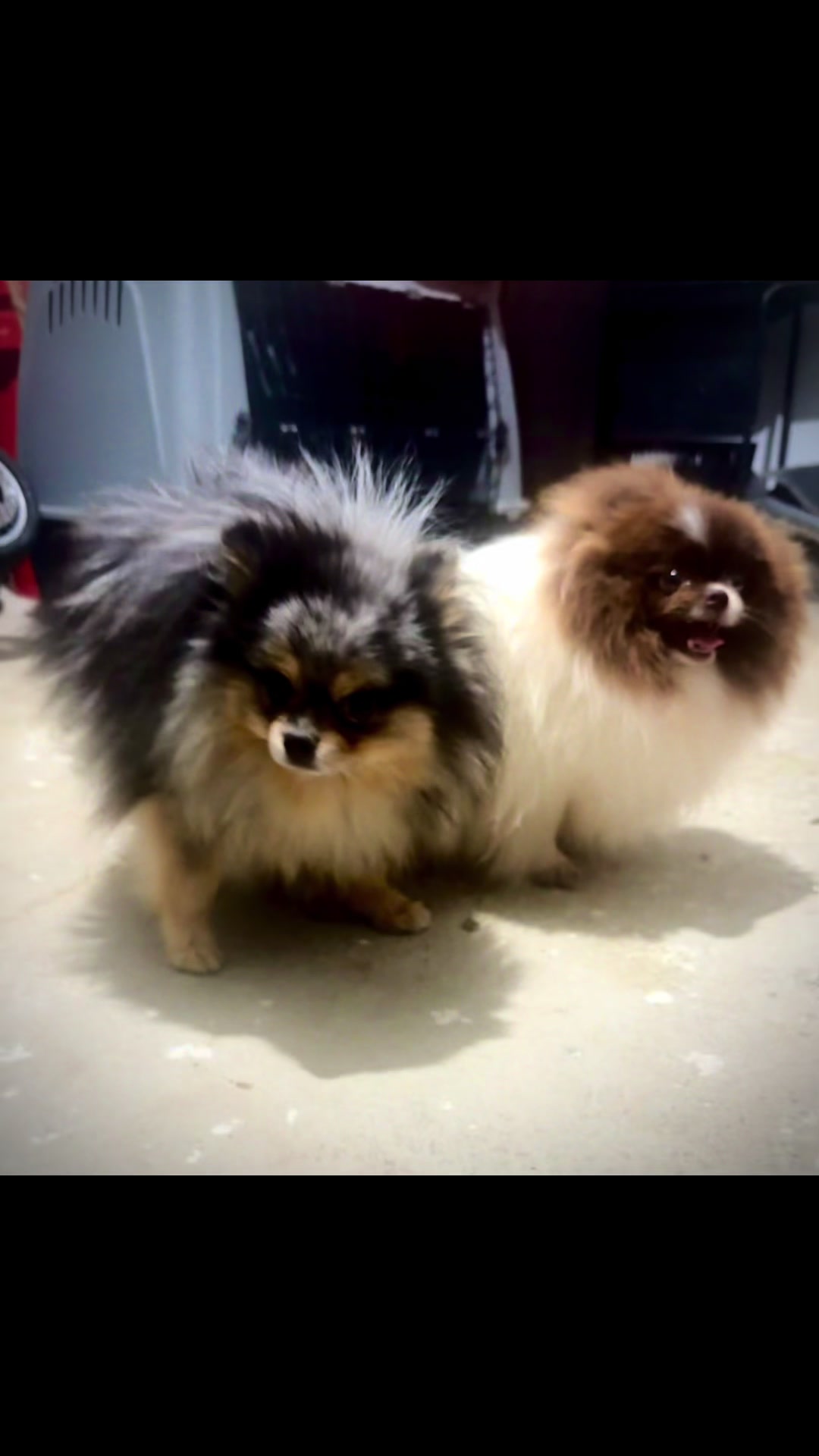 @Mascotas ,cachorritos bonitos