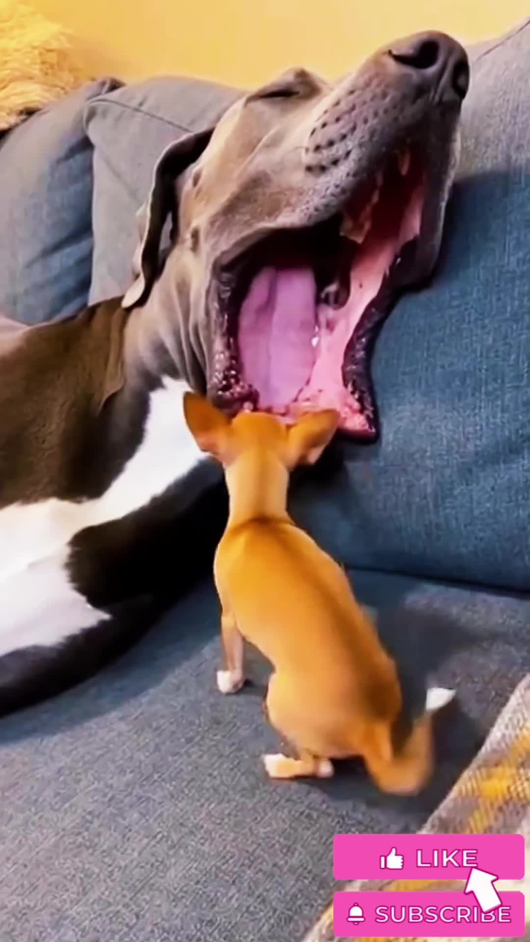 @Monkey🇺🇸