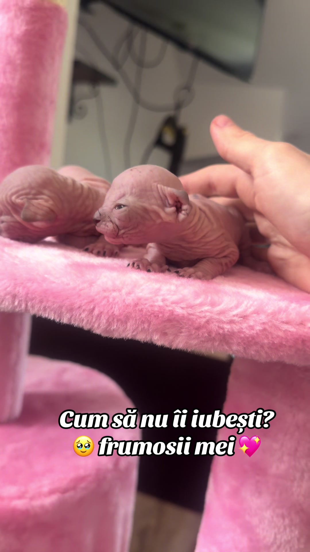 @Diana Ciortan Sphynx Romania