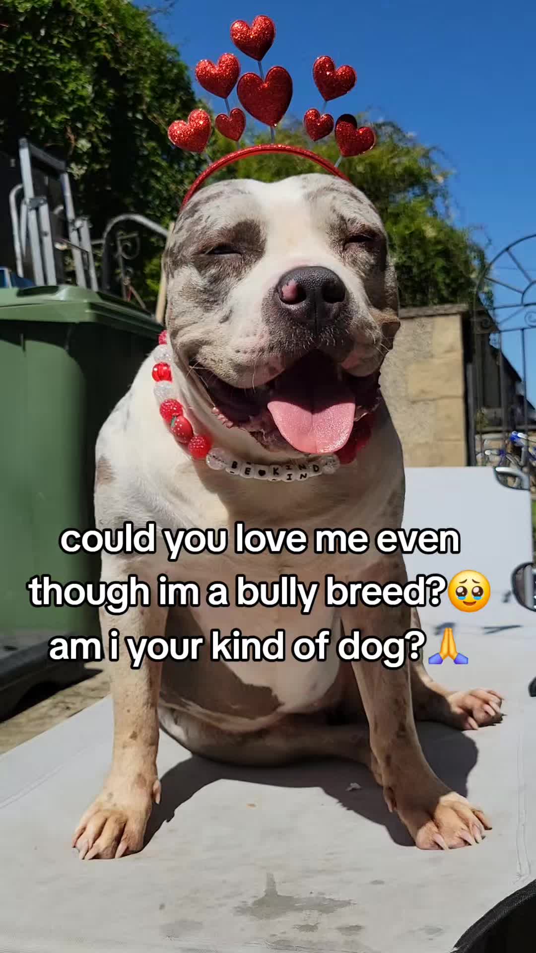 @kirsty+starlight the xl bully