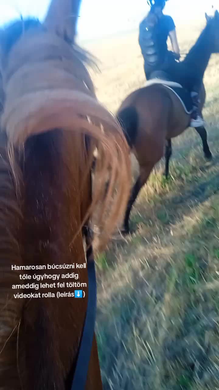 @🌲Ga&aacute;l Vanda🌲