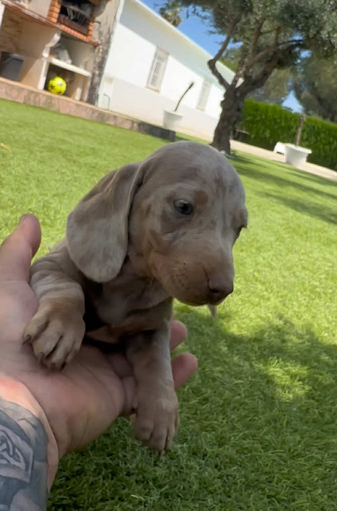 @Mascotas ,cachorritos bonitos