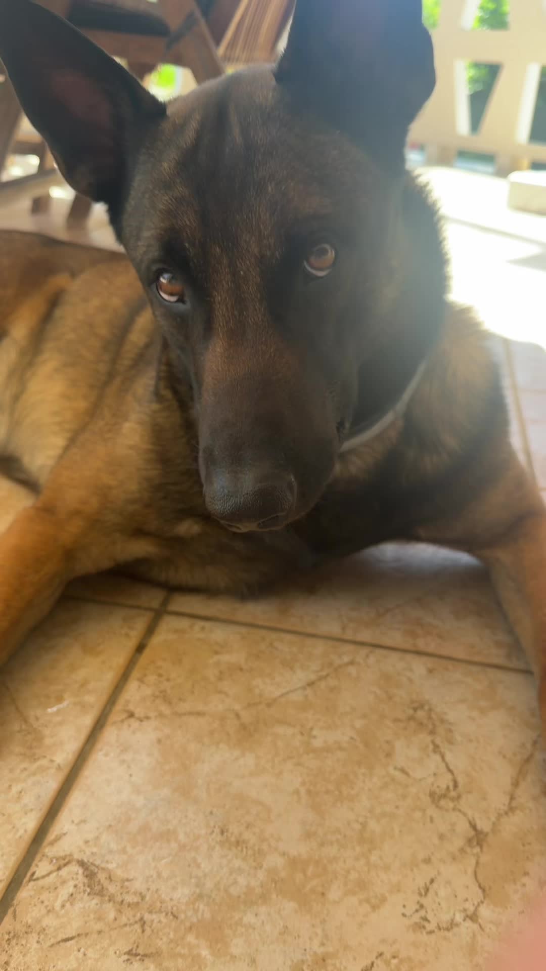 @malinois_und_ich