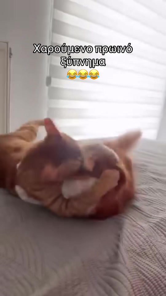 @Φανούρης ❤️🐈