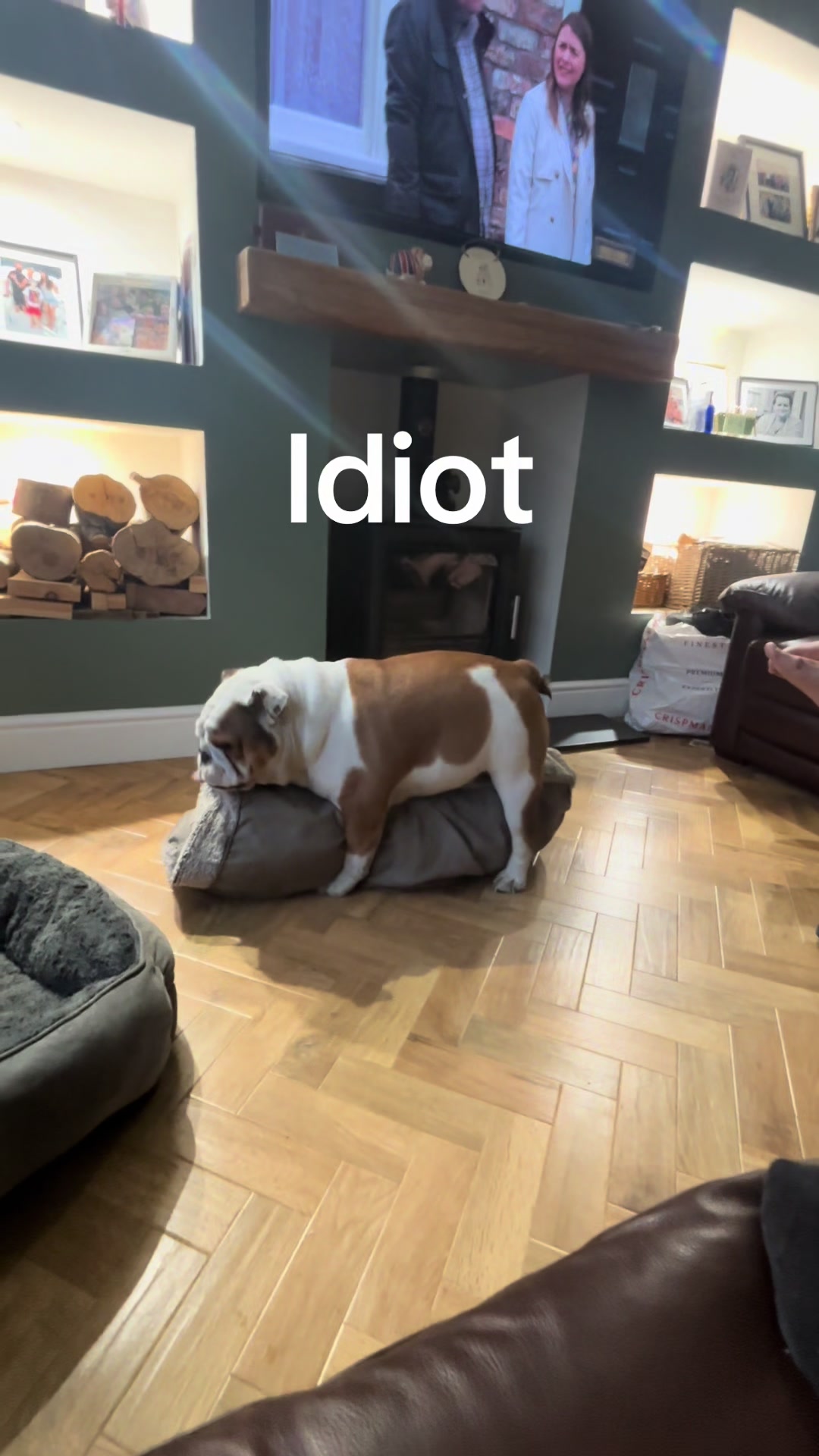 @Nessa the Bulldog 8