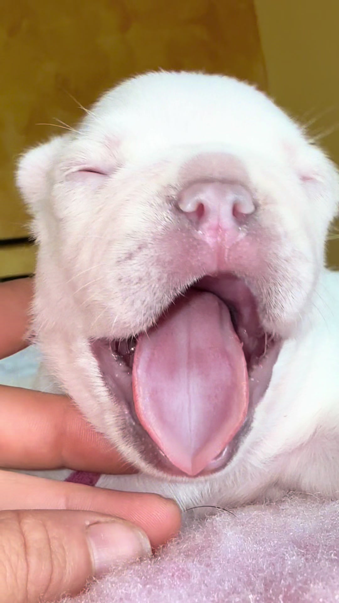 @ilborgodipintobulldog