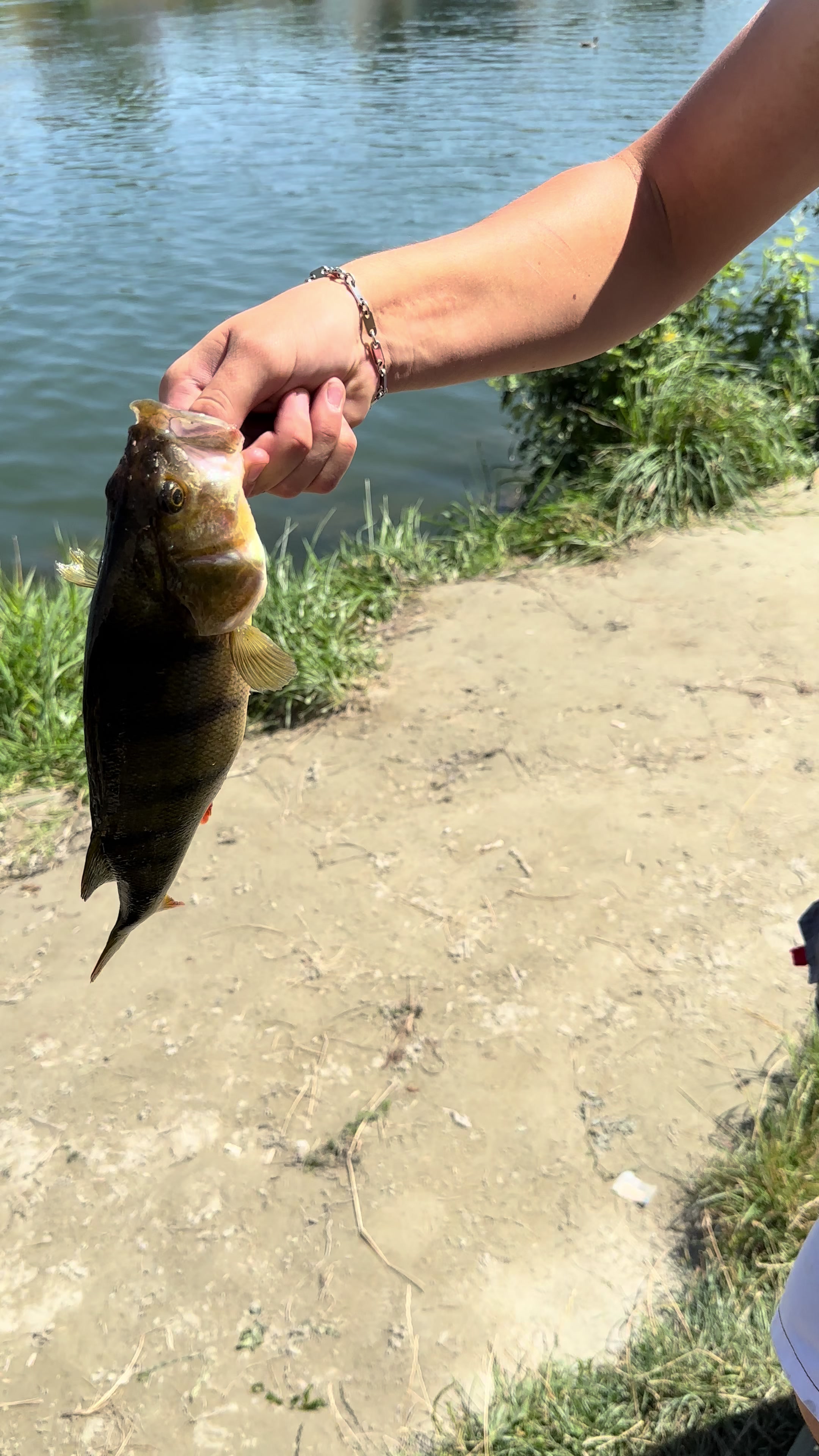 @ViennaDsFishing
