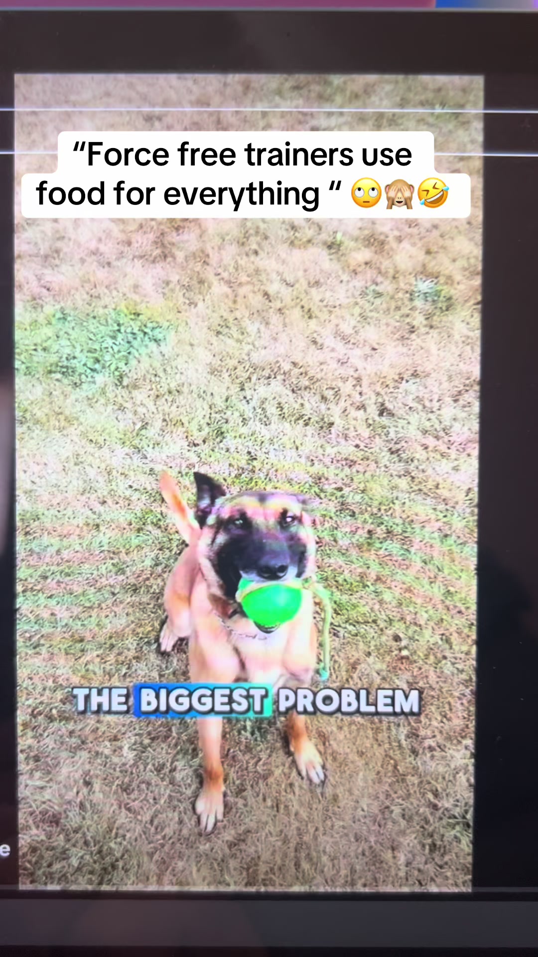 @Pipstar 🐕🦺