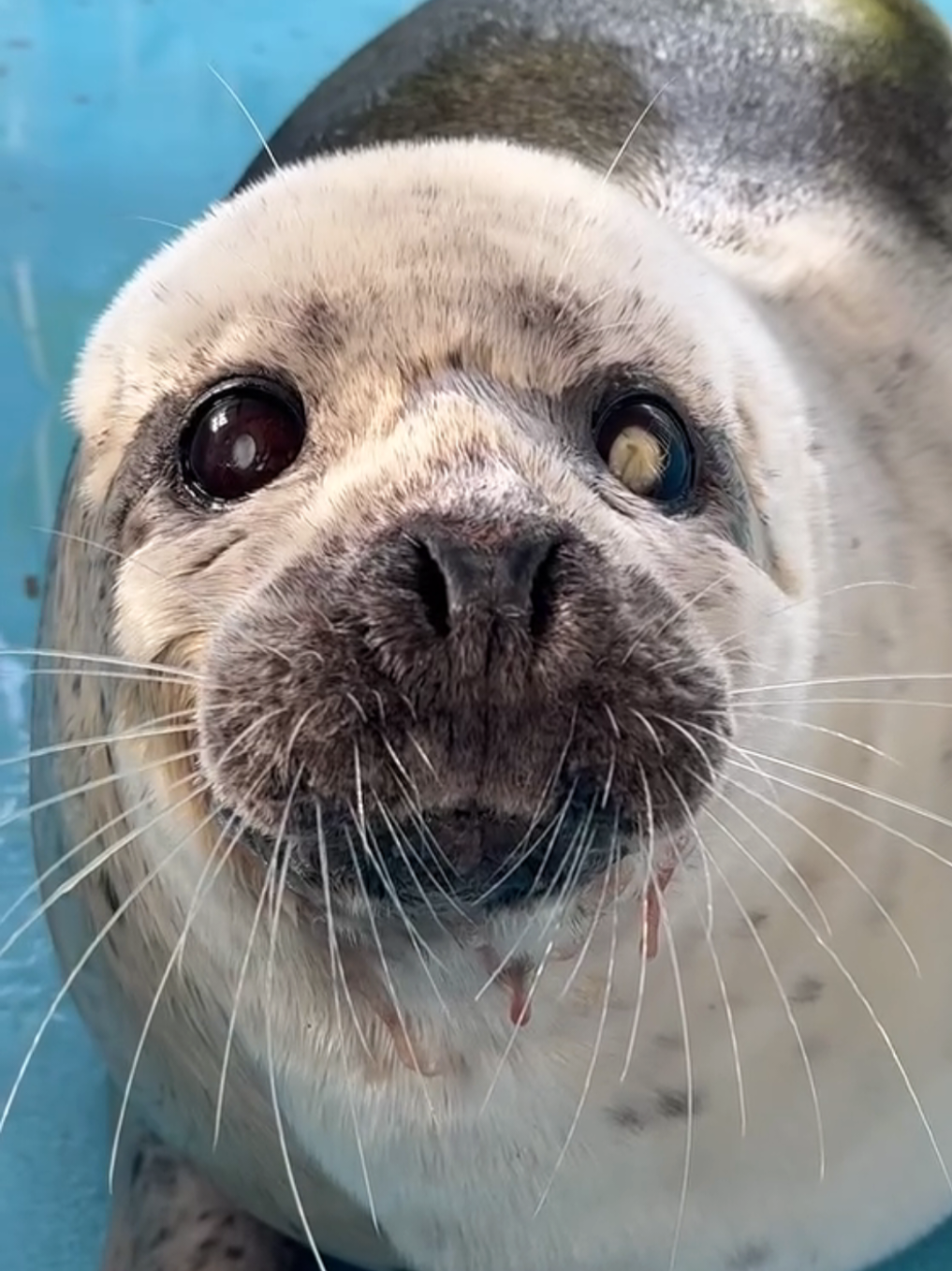 @🩷🎀 seal 🦭🩷