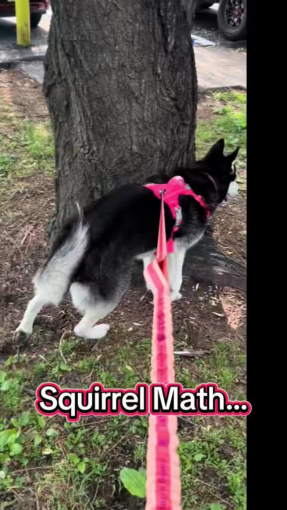 @🌺Crystal&herhuskies🐾