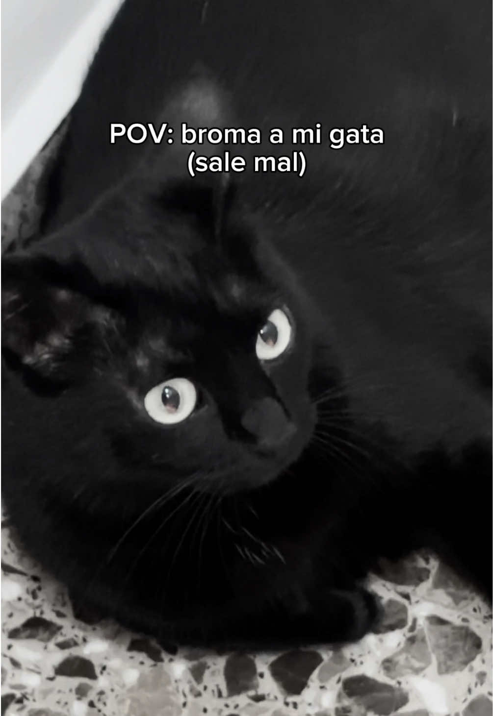 @BlackCatsMatter