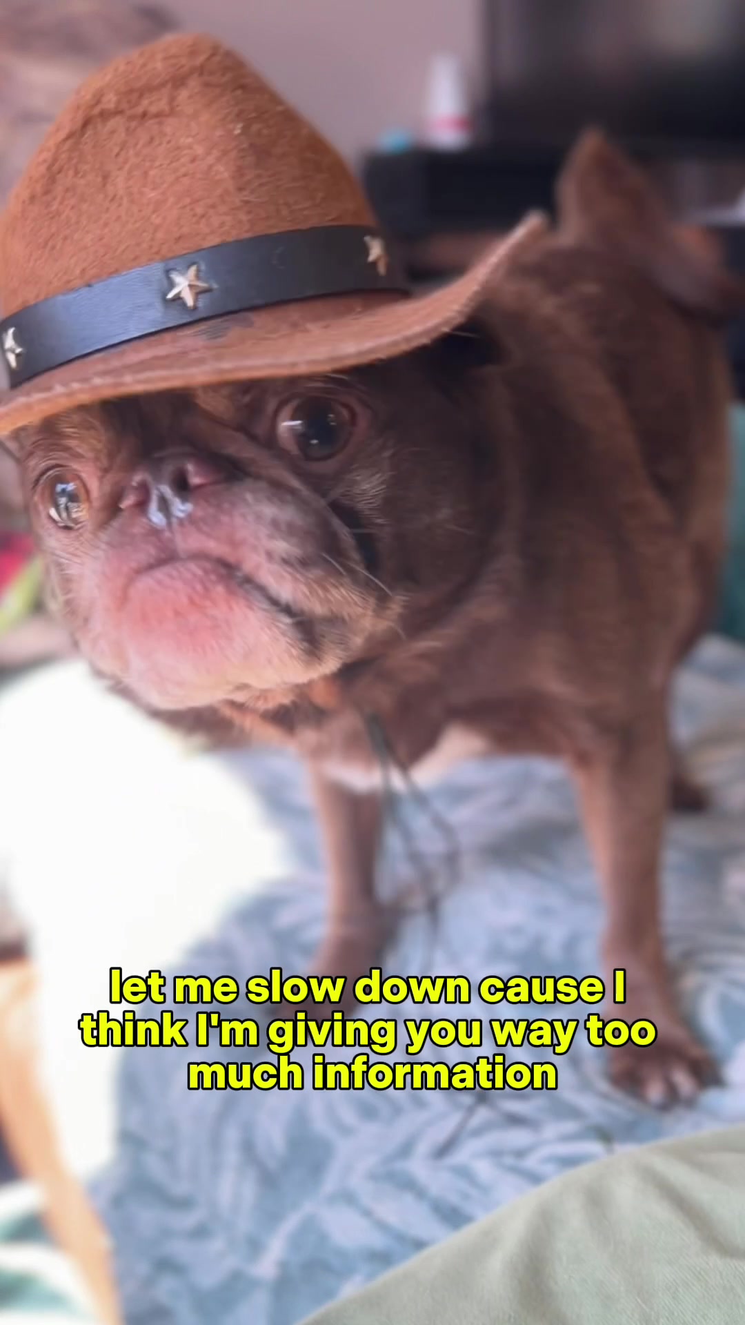 @ChilliThePug
