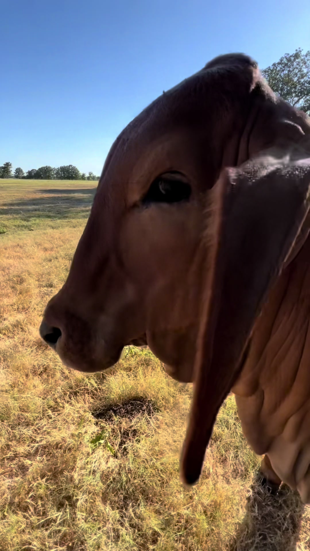 @The V6 Ranch