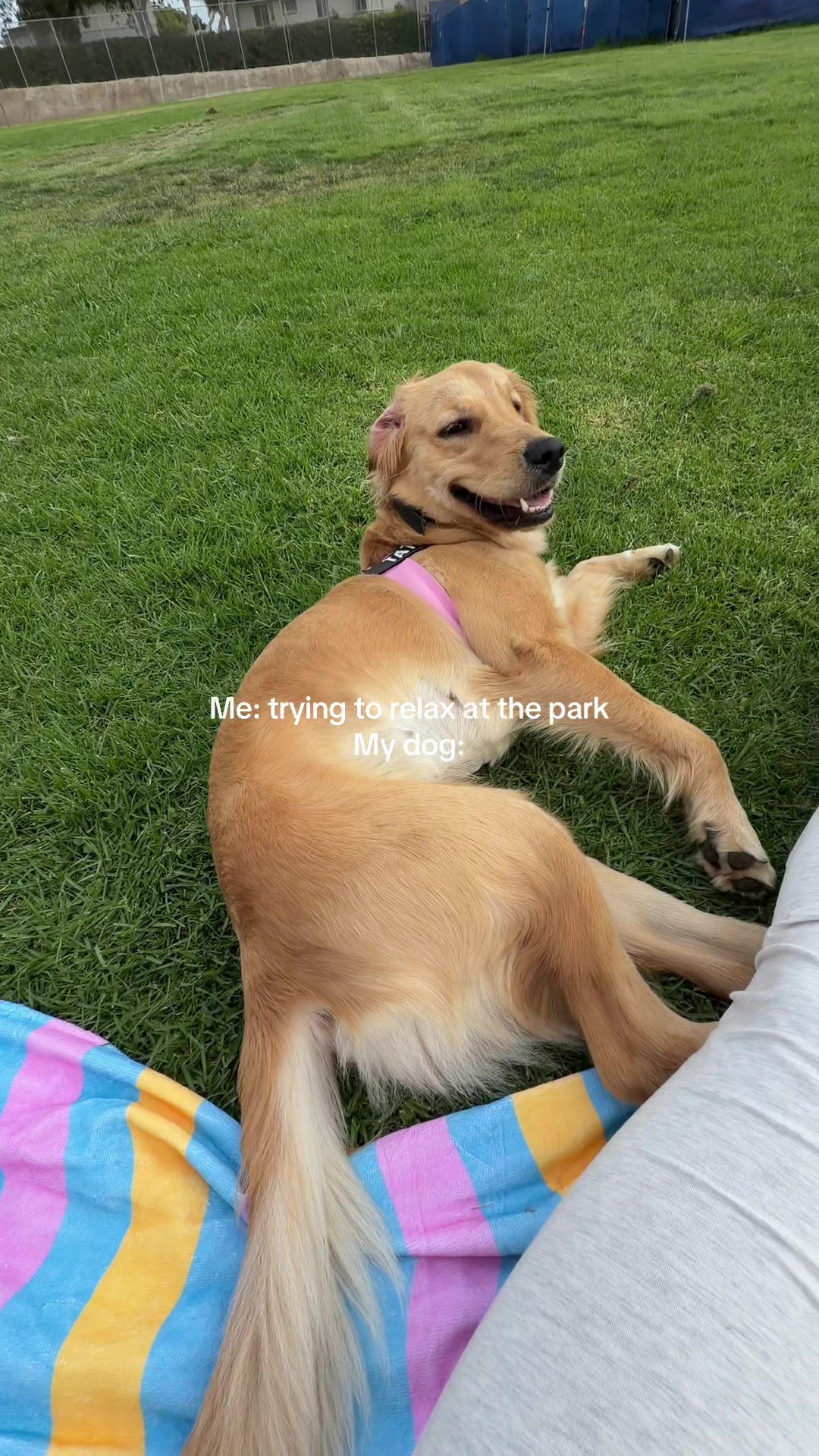 @Tater the Golden Girl