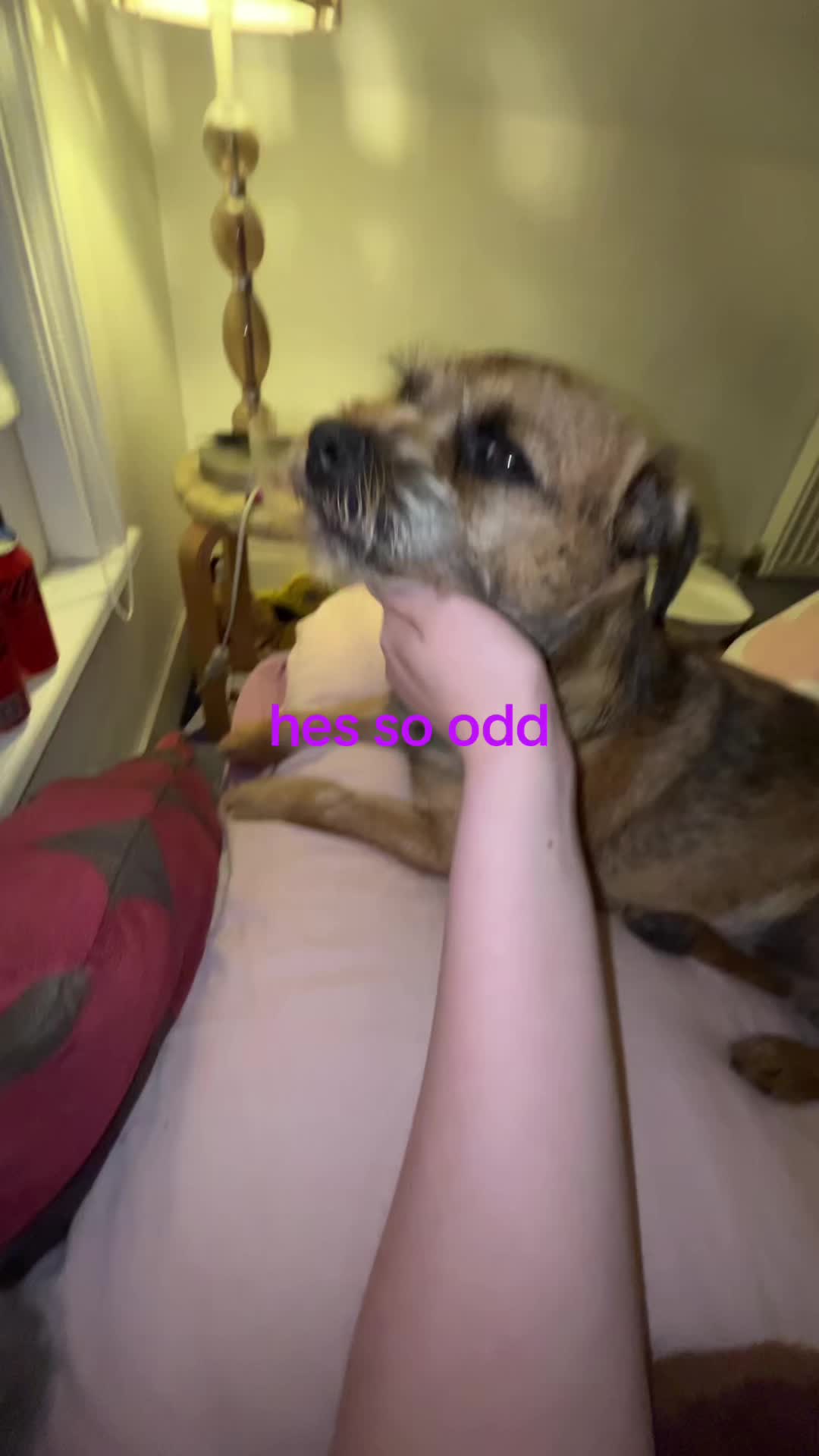 @𝖍𝖆𝖗𝖗𝖎𝖊𝖙