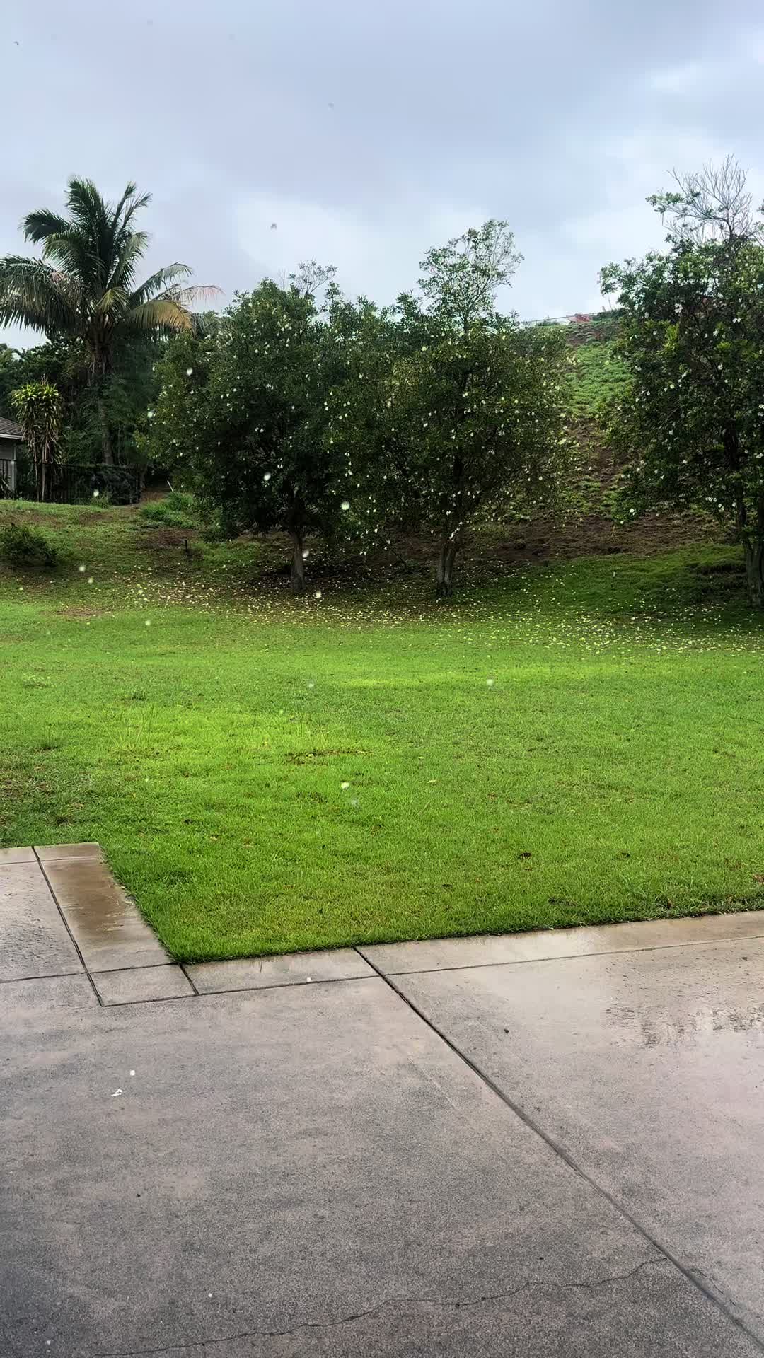 @Mauilani