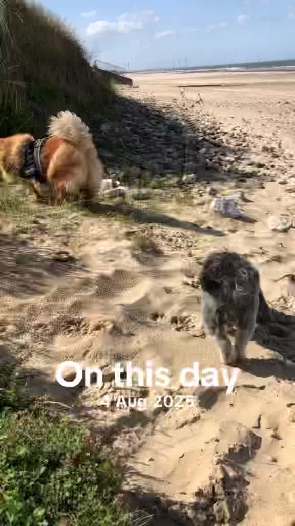 @Mimi the Shihtzu