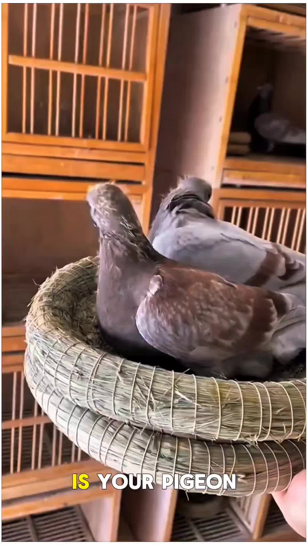 @TFRPL🕊️