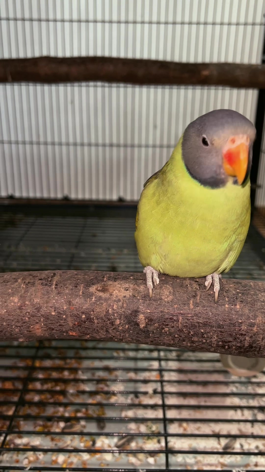 @Zozi Aviary